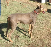 NEW LITTER, AKC , a  Doberman Pinscher for sale in Temecula, CA – 1 of 2