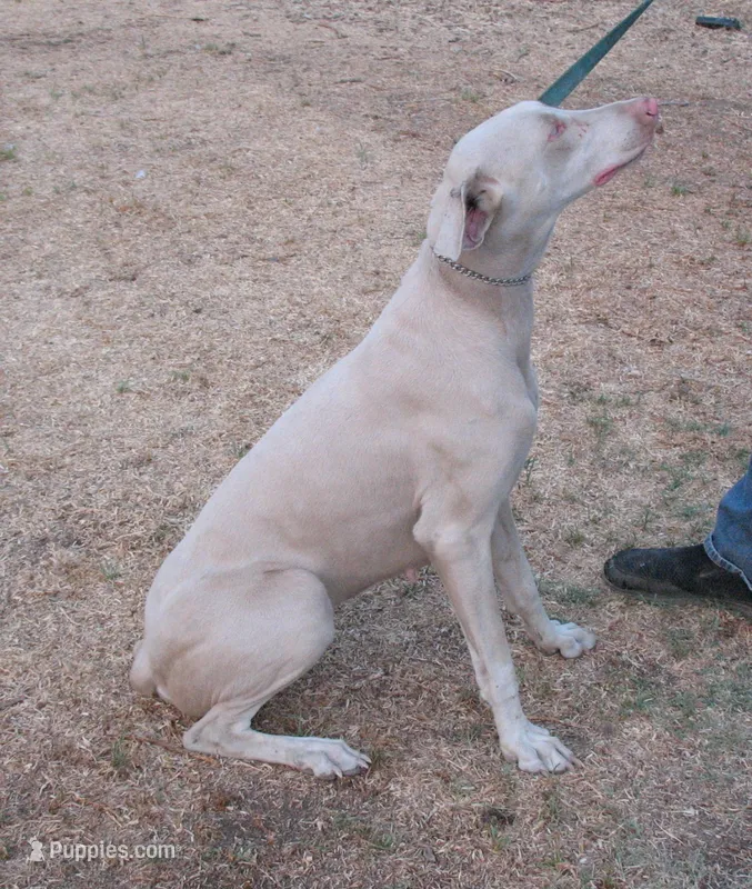 UPCOMING LITTER , AKC  – Doberman Pinscher puppy for sale in Temecula, CA