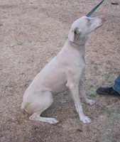 NEW LITTER, AKC , a  Doberman Pinscher for sale in Temecula, CA – 2 of 2