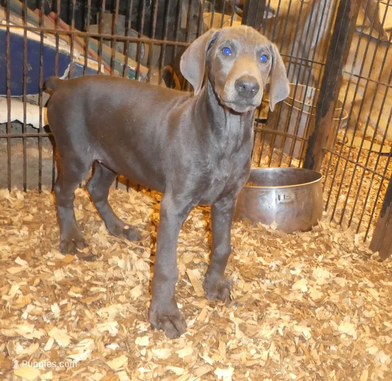 ZOE. MEL BLUE, FEMALE AKC, 3/4 Euro – Doberman Pinscher puppy for sale in Temecula, CA