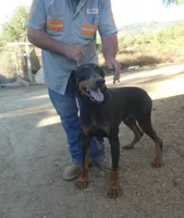 RIPPLE, AKC, a male Doberman Pinscher for sale in Temecula, CA – 1 of 2