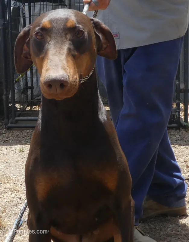 SHERRY, AKC – Doberman Pinscher puppy for sale in Temecula, CA