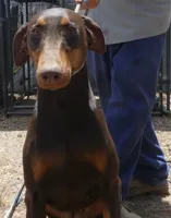 SHERRY, AKC, a female Doberman Pinscher for sale in Temecula, CA – 1 of 3