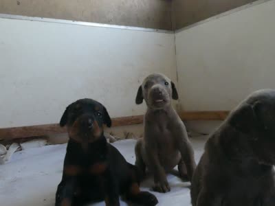 MEL BLUE, FEMALE AKC w/ear crop, a female Doberman Pinscher for sale in Temecula, CA – 5 of 5