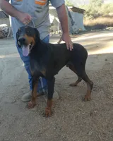 RIPPLE, AKC, a male Doberman Pinscher for sale in Temecula, CA – 2 of 2