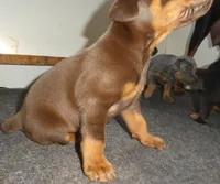 RED/RUST MALE, AKC, 3/4 EURO, a male Doberman Pinscher for sale in Temecula, CA – 3 of 3