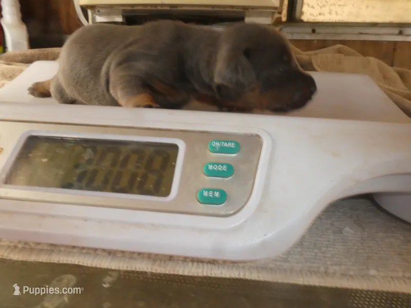 BLUE/RUST MALE, AKC, 3/4 EURO – Doberman Pinscher puppy for sale in Temecula, CA