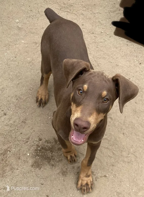 SHERRY, AKC – Doberman Pinscher puppy for sale in Temecula, CA