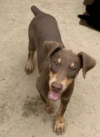 SHERRY, AKC, a female Doberman Pinscher for sale in Temecula, CA – 1 of 1