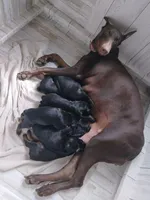 HALF EUROPEAN FEMALES, a female Doberman Pinscher for sale in Temecula, CA – Photo 5 of 5