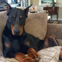 HALF EUROPEAN FEMALES, a female Doberman Pinscher for sale in Temecula, CA – Photo 4 of 5