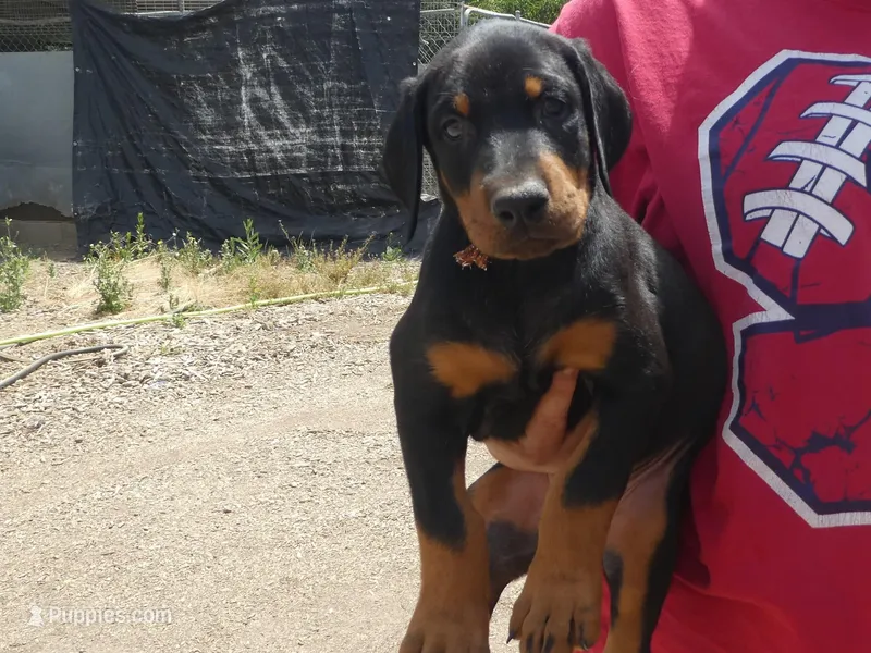 HALF EUROPEAN FEMALES, a female Doberman Pinscher for sale in Temecula, CA – Photo 1 of 5