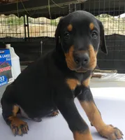 HALF EUROPEAN FEMALES, a female Doberman Pinscher for sale in Temecula, CA – Photo 2 of 5
