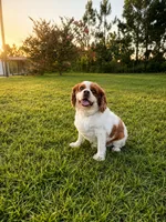 Bailee, a female Cavalier King Charles Spaniel for sale in Nicholls, GA – 1 of 2