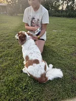 Bailee, a female Cavalier King Charles Spaniel for sale in Nicholls, GA – 2 of 2