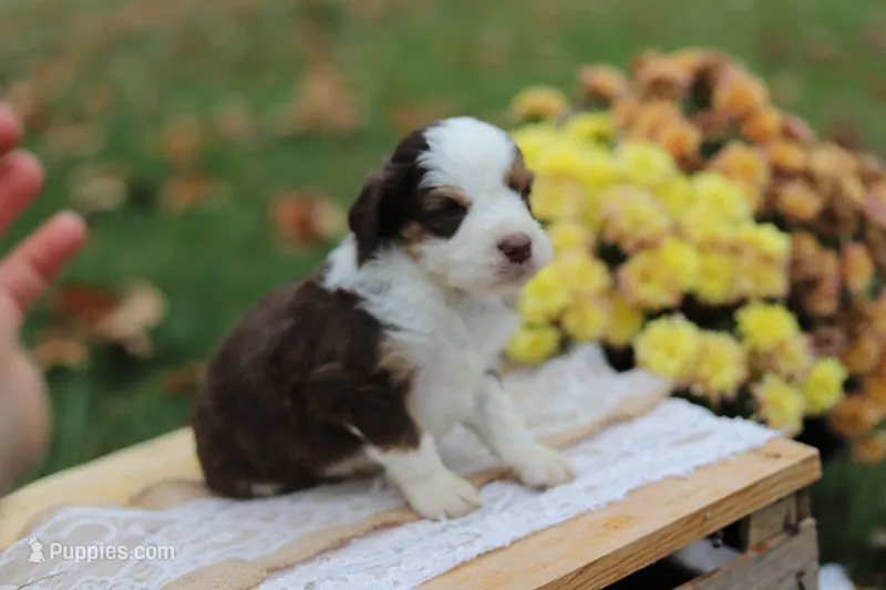 Ronni – Miniature Aussiedoodle puppy for sale in Wesley, AR