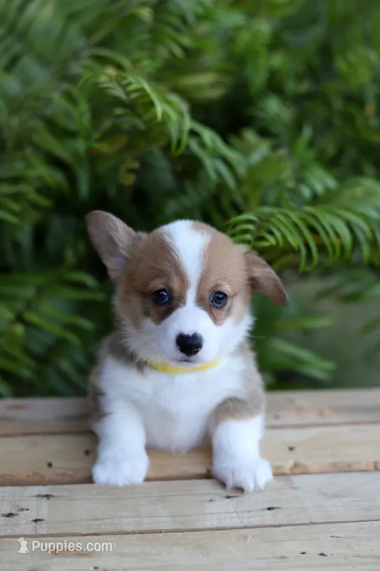 AKC Cara – Pembroke Welsh Corgi puppy for sale in Wesley, AR