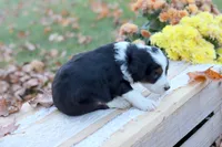 Rex, a male Miniature Aussiedoodle for sale in Wesley, AR – 3 of 5