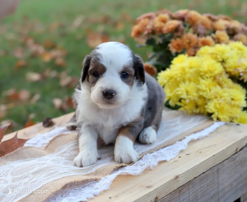 Roxy, a female Miniature Aussiedoodle for sale in Wesley, AR – 1 of 3