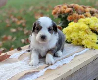 Roxy, a female Miniature Aussiedoodle for sale in Wesley, AR – 1 of 3