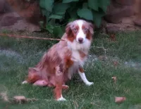 Ronni, a male Miniature Aussiedoodle for sale in Wesley, AR – 4 of 5