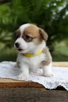 AKC- Cara, a female Pembroke Welsh Corgi for sale in Wesley, AR – 4 of 4