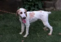 Ruby, a female Miniature Aussiedoodle for sale in Wesley, AR – 5 of 5