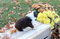 Ruby, a female Miniature Aussiedoodle for sale in Wesley, AR – 2 of 5