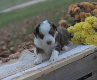 Ronni, a male Miniature Aussiedoodle for sale in Wesley, AR – 2 of 5