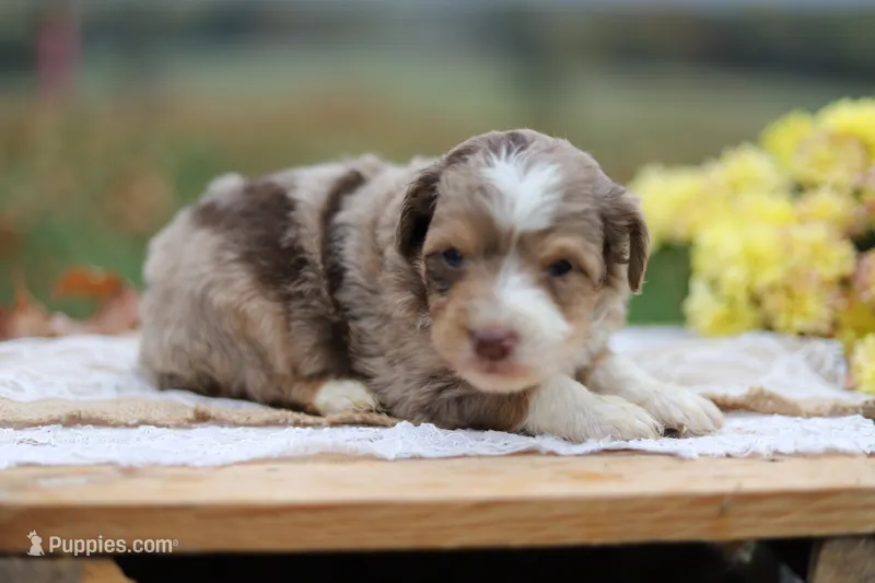 Reta – Miniature Aussiedoodle puppy for sale in Wesley, AR