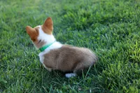 DM clear / AKC Candy, a female Pembroke Welsh Corgi for sale in Wesley, AR – 2 of 4
