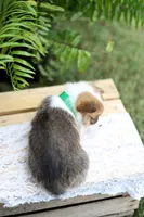 DM clear / AKC Candy, a female Pembroke Welsh Corgi for sale in Wesley, AR – 2 of 3