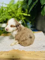 processed/239793ab-78e3-4a7f-8a81-61dac92ffdca/listing/4bda29a2-e770-4180-81a4-622a3ed9c247/308176e1-a8b6-44a1-be38-66d7a45430b5