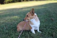 Natalie , a female Pembroke Welsh Corgi for sale in Wesley, AR – 3 of 3