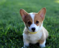 AKC Cara, a female Pembroke Welsh Corgi for sale in Wesley, AR – 3 of 5