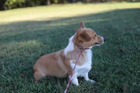 Natalie , a female Pembroke Welsh Corgi for sale in Wesley, AR – 2 of 3