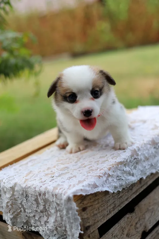 AKC- Chloe – Pembroke Welsh Corgi puppy for sale in Wesley, AR