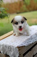 AKC- Chloe, a female Pembroke Welsh Corgi for sale in Wesley, AR – 1 of 3