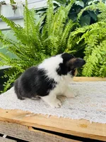 Nikki, a male Pembroke Welsh Corgi for sale in Wesley, AR – Photo 4 of 7