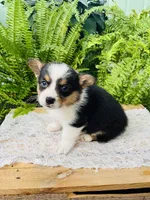 Nikki, a male Pembroke Welsh Corgi for sale in Wesley, AR – Photo 3 of 7