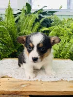 Nikki, a male Pembroke Welsh Corgi for sale in Wesley, AR – Photo 1 of 7