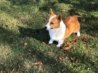 Nikki, a male Pembroke Welsh Corgi for sale in Wesley, AR – Photo 7 of 7