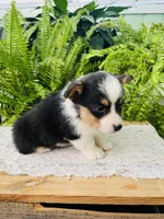 Nikki, a male Pembroke Welsh Corgi for sale in Wesley, AR – Photo 2 of 7