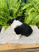 Nikki, a male Pembroke Welsh Corgi for sale in Wesley, AR – Photo 5 of 7