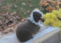 Ronni, a male Miniature Aussiedoodle for sale in Wesley, AR – 3 of 5
