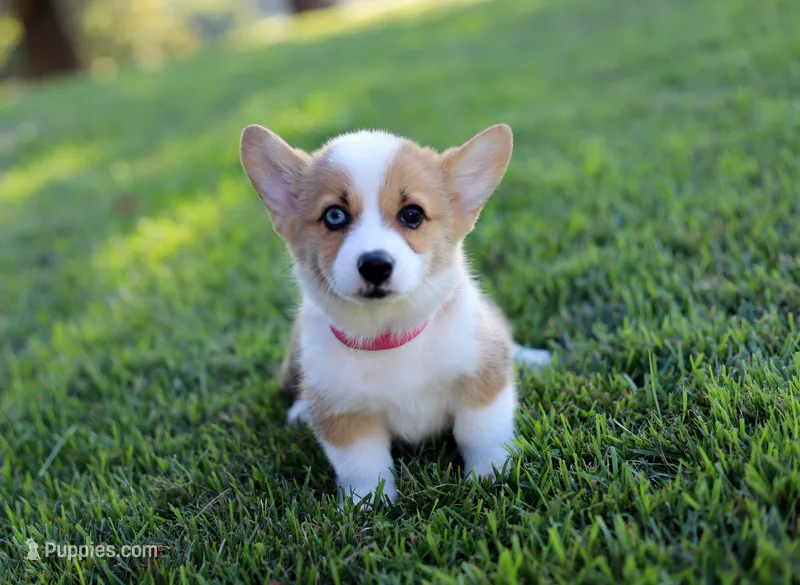 DM clear / AKC Calla – Pembroke Welsh Corgi puppy for sale in Wesley, AR