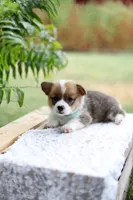 DM clear / AKC Candy, a female Pembroke Welsh Corgi for sale in Wesley, AR – 3 of 3