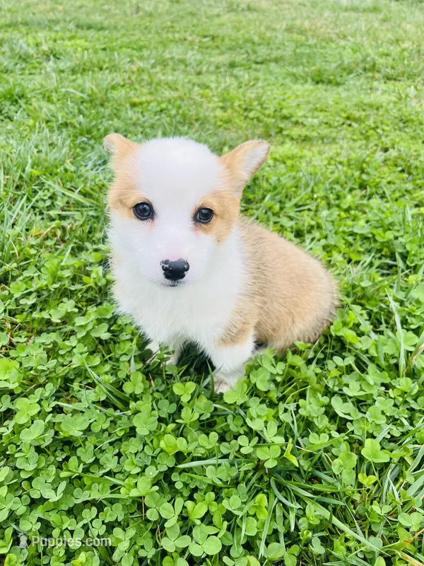 Nellie – Pembroke Welsh Corgi puppy for sale in Wesley, AR