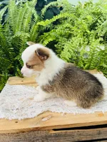 Nellie, a female Pembroke Welsh Corgi for sale in Wesley, AR – Photo 3 of 6