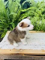 Nellie, a female Pembroke Welsh Corgi for sale in Wesley, AR – Photo 2 of 6